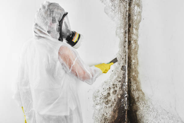 Best Home Mold Removal  in Centreville, MI