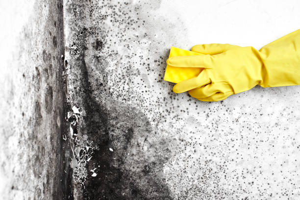 Best Affordable Mold Removal  in Centreville, MI