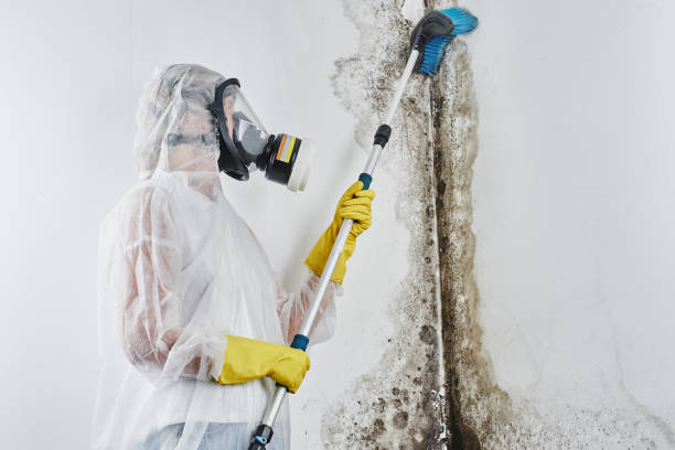 Attic Mold Removal in Centreville, MI