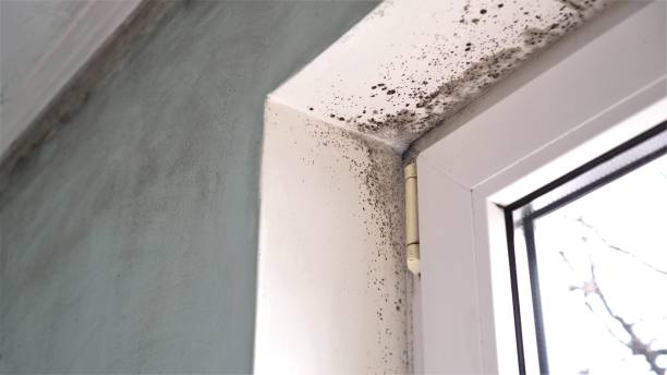 Best Residential Mold Removal  in Centreville, MI