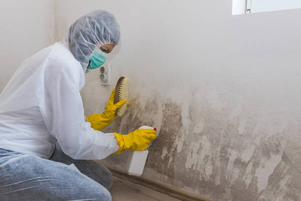 Best Toxic Mold Removal  in Centreville, MI