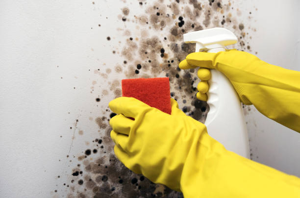 Best Mold Damage Repair  in Centreville, MI