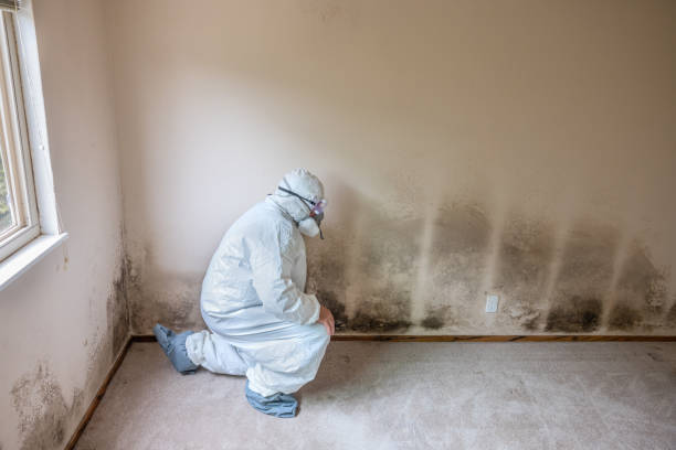 Best Attic Mold Removal  in Centreville, MI