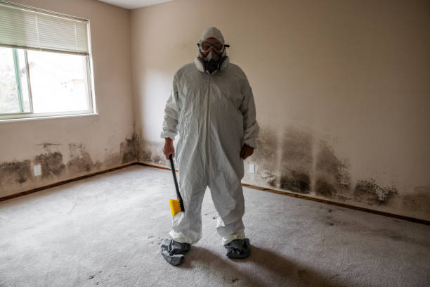 Best Toxic Mold Removal  in Centreville, MI