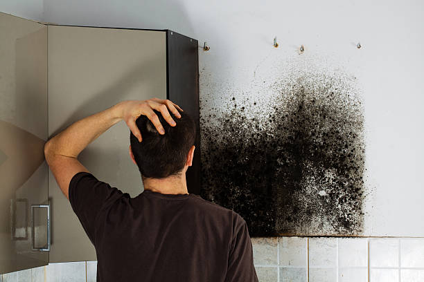 Best Same-Day Mold Removal  in Centreville, MI