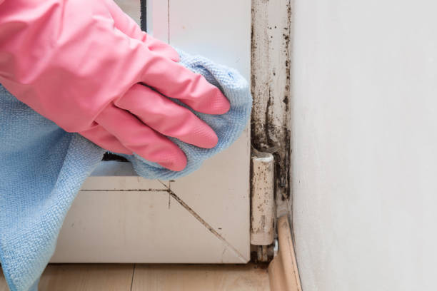 Best Attic Mold Removal  in Centreville, MI