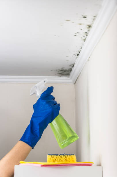 Best Affordable Mold Removal  in Centreville, MI